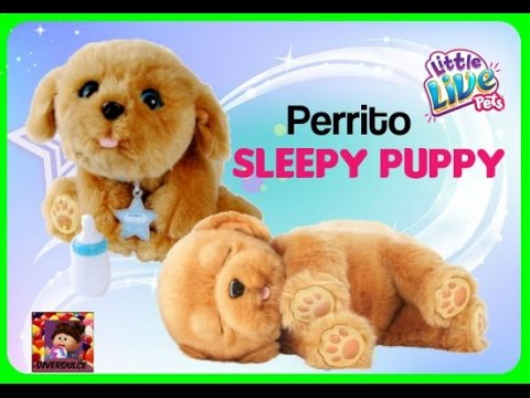 Perrito sleepy Puppy little live pets