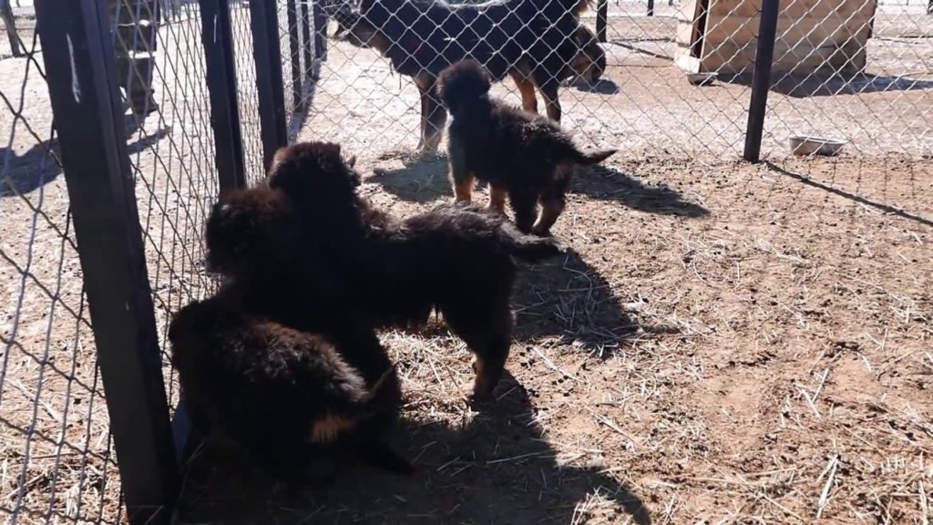 Bankhar puppies waiting for food