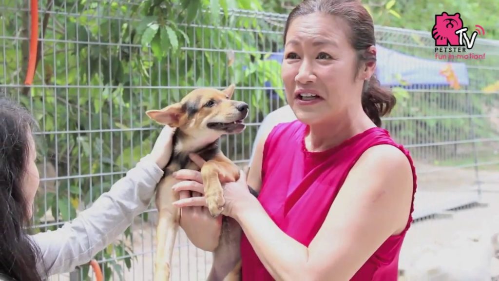 Puppy Kitty Pawty at SPCA Selangor