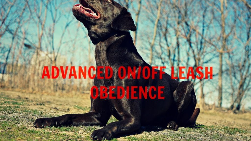Puppy Advanced Obedience On & Off Leash