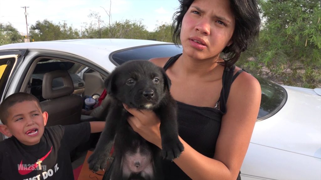 Puppies Sold By Family From Mexico Create Animal Jam With Stray Dogs Everywhere! Ep 12 Rescuers DNA