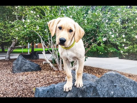 SMARTEST LAB PUPPY – Bentley in Training