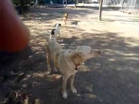 Lola with siblings Willow and Blue – Peggy’s puppies