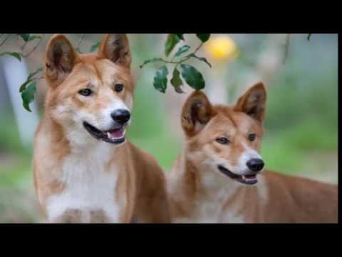Dingo – Wild Dogs – 10 Wild Facts About Dingoes – Dingo Puppies