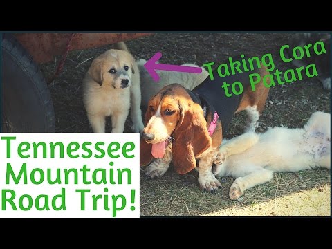 Taking Cora to Patara | Lodge Store, South Pittsburg, and Puppies