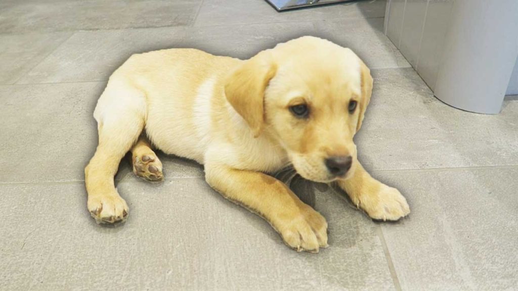 I GOT A LABRADOR PUPPY!!