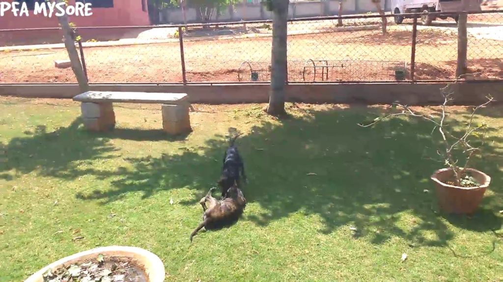 It’s play time for Puppies at the shelter (People for Animals Mysore)