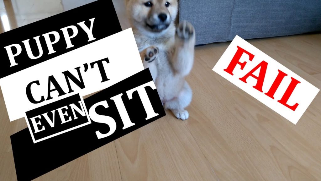 Puppy Can’t Even SIT! FAIL