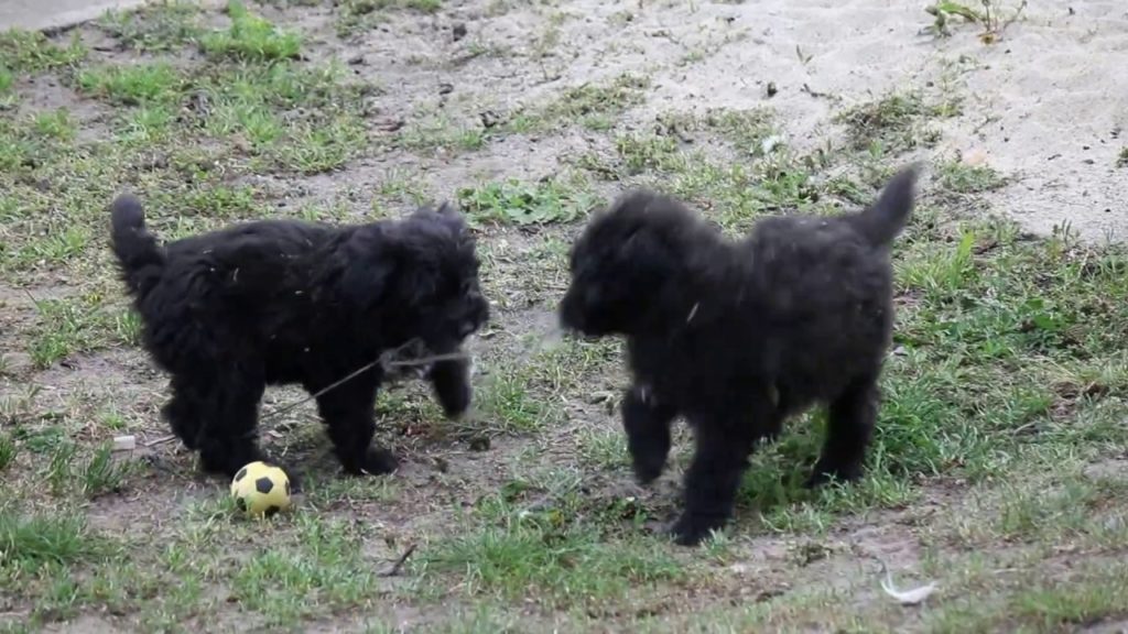 Puppies pull the rope, tug of war. Kiskutyák kötélhúzása
