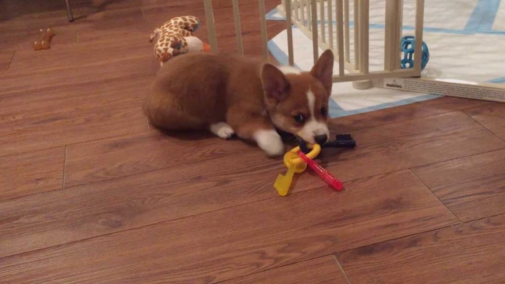 Puppy Hilariously Sploots To Floor
