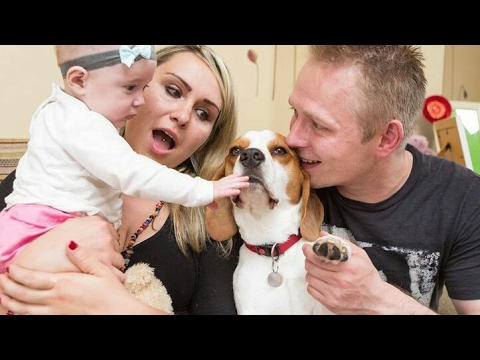 Charlie the beagle the best dog compilation: from puppy to 5 years