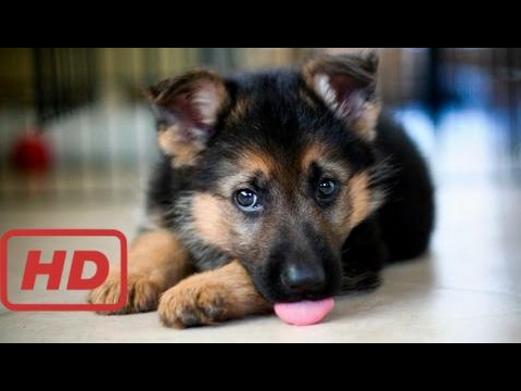 German Shepherd Puppies Cutest Ever Videos Compilation