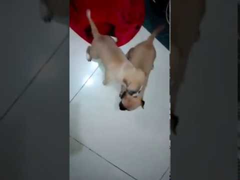 Lovely Puppy