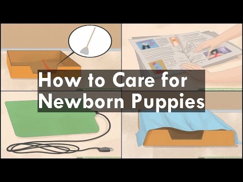 How to Care for Newborn Puppies