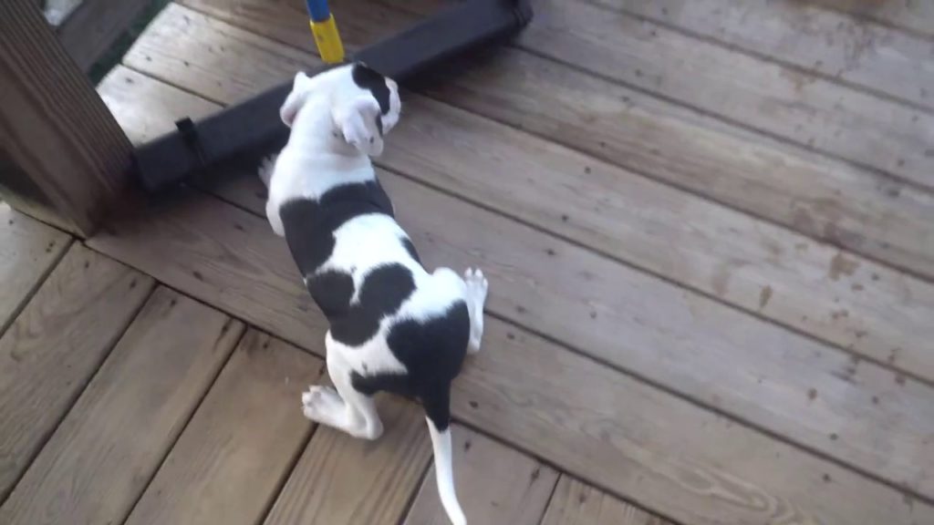 American Pit Bully Puppies 7 Weeks Old First Time Outside!