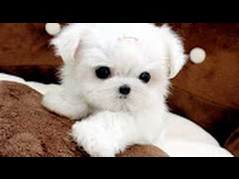 Funny All Puppies Cute Dog Video Compilation Funny All Puppies Cute Dog Video Compilation