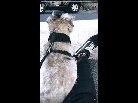CALUM GOT A PUPPY
