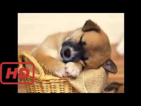 45 Cute Puppy Pictures to Music Share these Little Babies – part 2