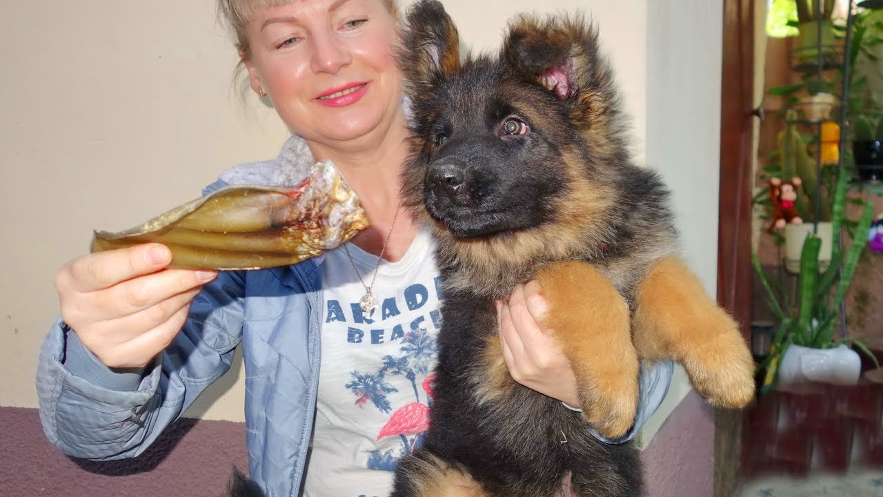 новорожденные щенки немецкой овчарки. немецкая овчарка щенок грыжа. зубы щенка немецкой овчарки 2 месяца. немецкая овчарка щенок грыжа.