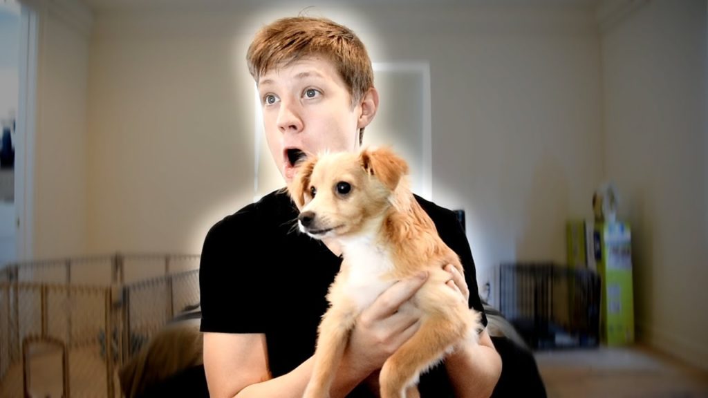 REACTING TO PUPPY VIDEOS WITH MY PUPPY!