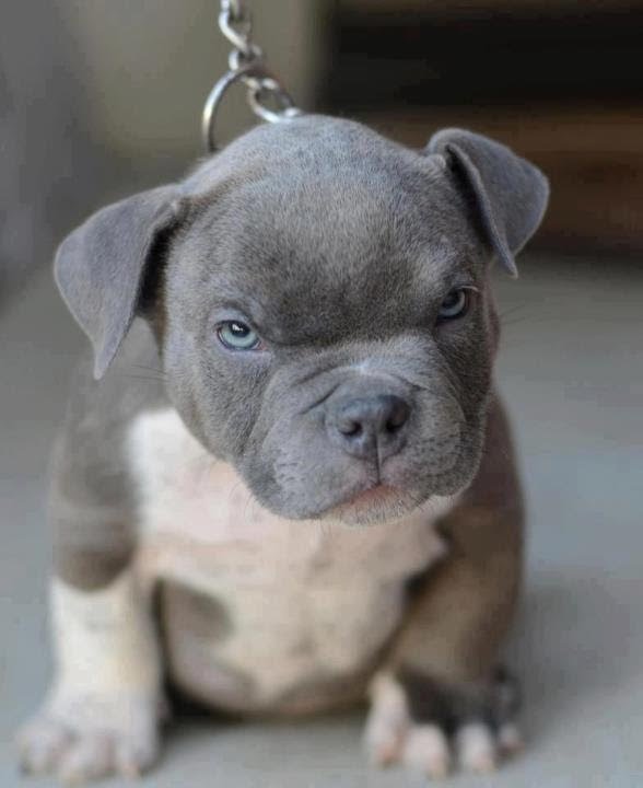 BLUE NOSE PIT BULL PUPPIES FOR DEPOSIT/SALE