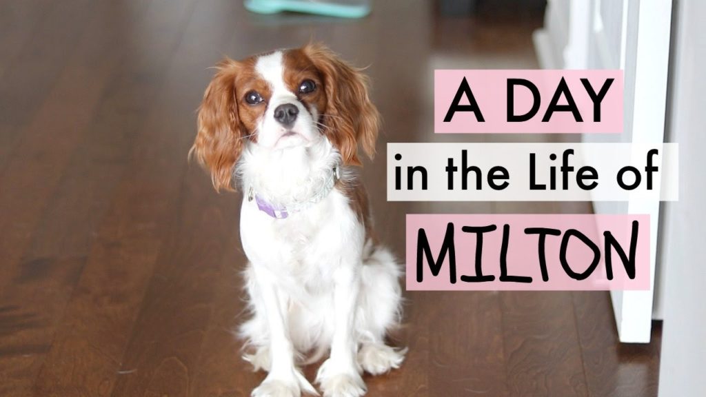 A Day in my Life – Puppy Milton | Cavalier King Charles Spaniel | Herky the Cavalier