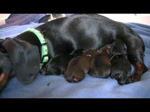 Dachshund- 4th Puppy Birth