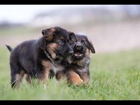 German Shepherd Puppies Funny Videos Compilation