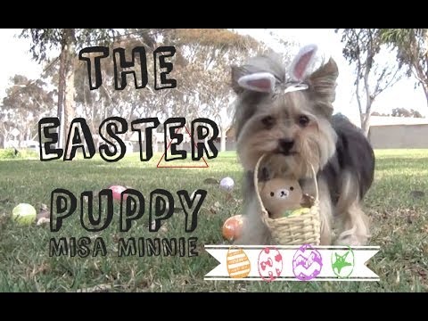 The Easter Puppy Misa Minnie