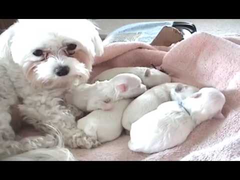 Cute Puppies- 1 Week Old- Sleeping, Nursing, Sleeping, Nursing! – 2017