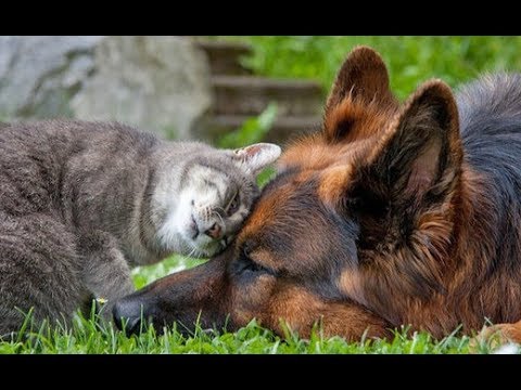 Dogs and Cats BEST MATES! Lovely Puppy/Kitten BUDDIES! – Cute Pets Friendships Compilation 2017