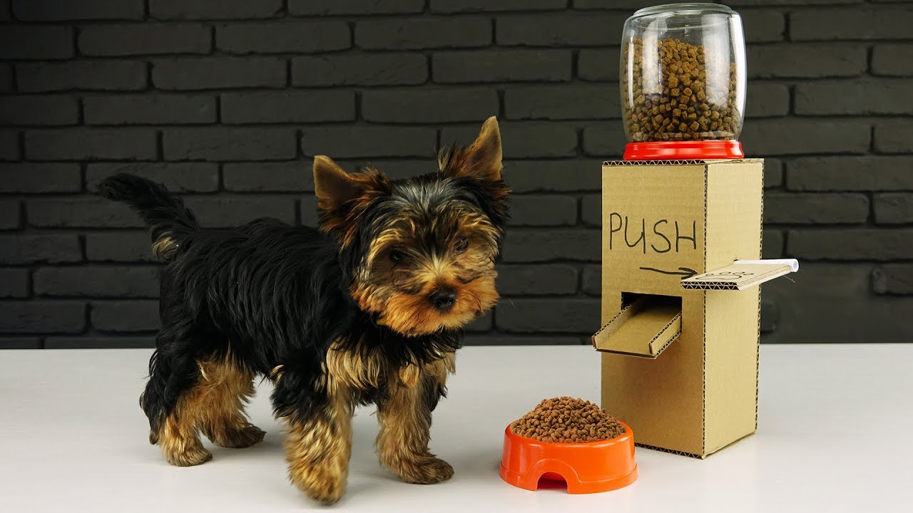Diy Cat Food Dispenser Slower Diy Cat Food Dispenser Slower
