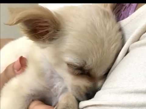 ‘I cried’ Woman finds abandoned puppy at airport with a note
