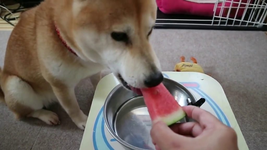 Sammie Eats World’s Largest Gummy Worm! Golden Retriever Puppy | cute puppy