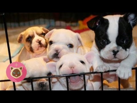 Funny Images TOP 2017 | ▼ Lovable Cute Baby Puppies ❤ Funny Puppy Videos and dog pictures