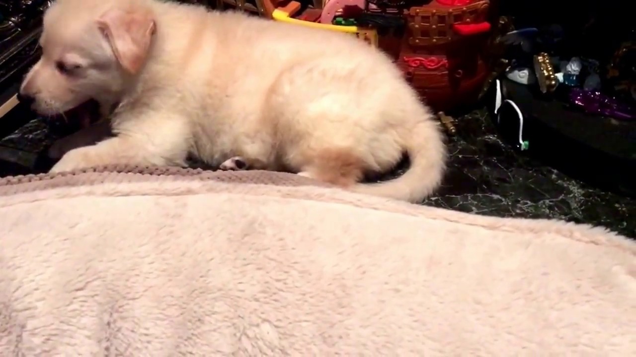 german shepherd puppy rescue german shepard puppy rescue puppies german shepherd puppy rescue german shepard puppy rescue puppies
