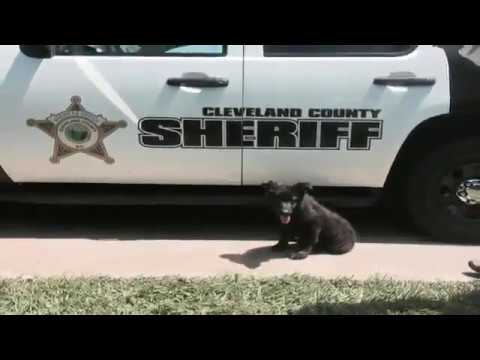 NC sheriff’s office puppy raffle causes social media firestorm