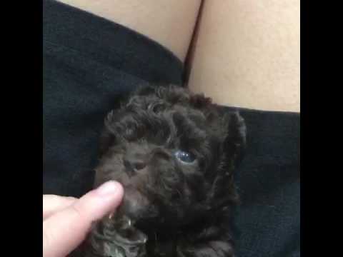 Pure Breed Toy Poodle Chocolate puppy (2 months)