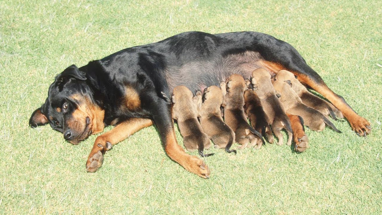 собака спаривается с человеком. кастрированные собаки спариваются. кормить собаку. спаривание собак. спаривание собак алабаев.