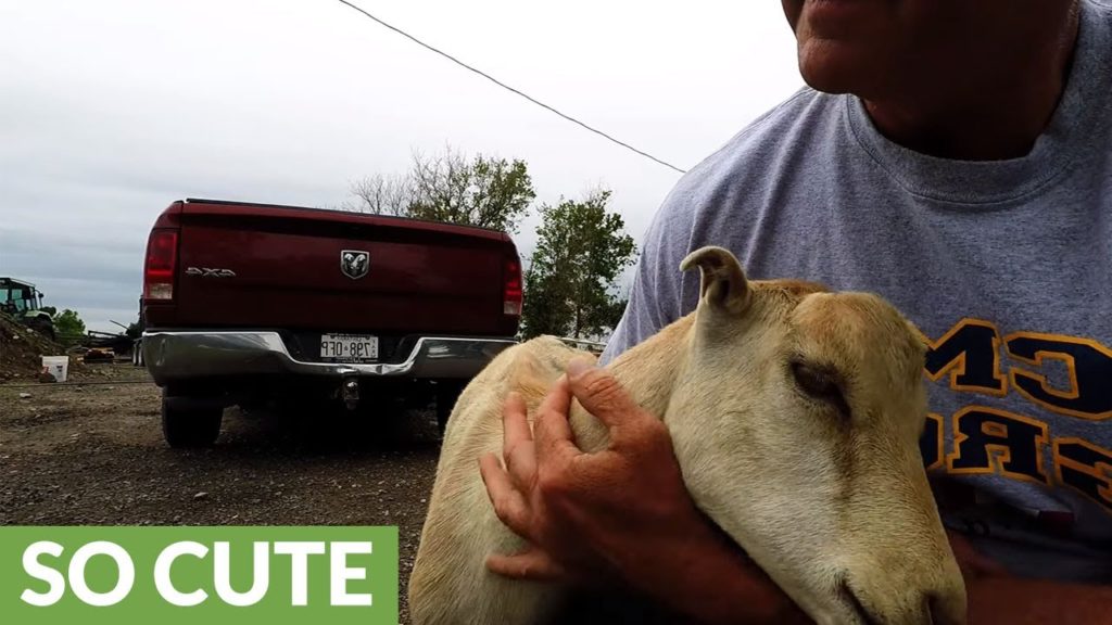 Affectionate goat loves being pet like a puppy