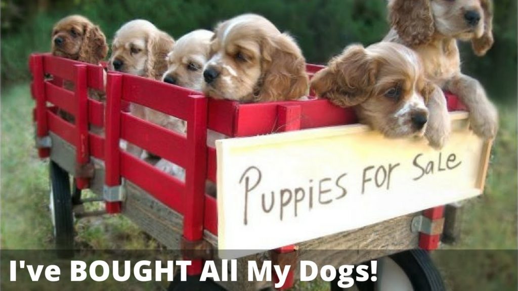 Should You Adopt A Dog Or Buy A Puppy? Is It REALLY Cruel To Buy A Dog?