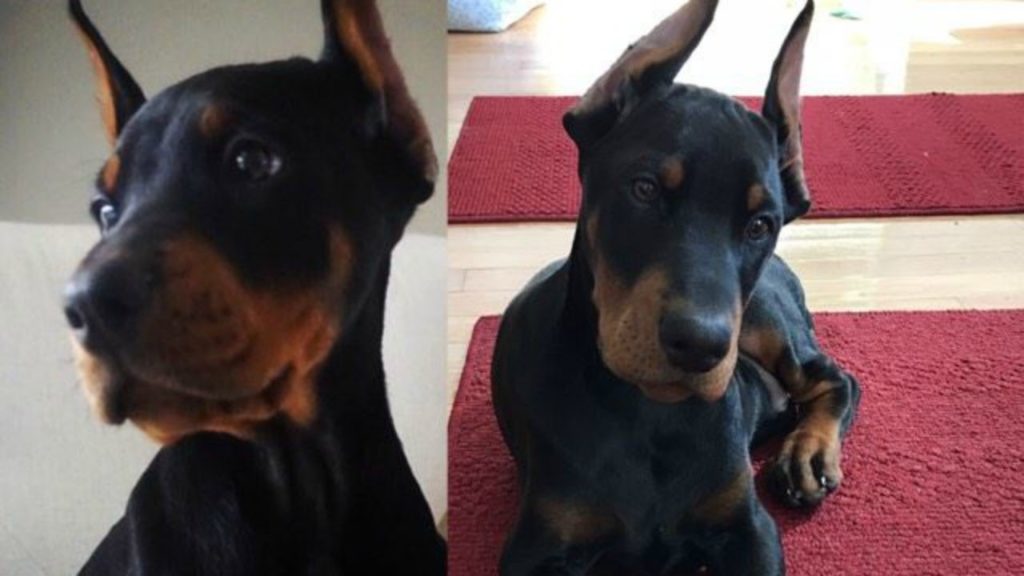 We got a Doberman Puppy! (my first vlog!)