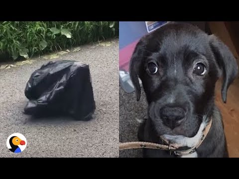 Puppy Left in Trash Bag in the MIDDLE OF THE ROAD UPDATE | The Dodo