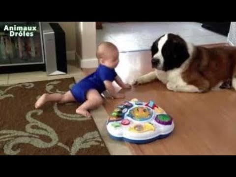 Funny pets | Puppy & Babe , pure Love – Cute Dogs