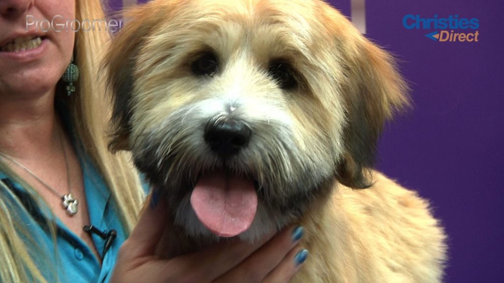 Grooming Guide – Tibetan Terrier Puppy Trim – Pro Groomer