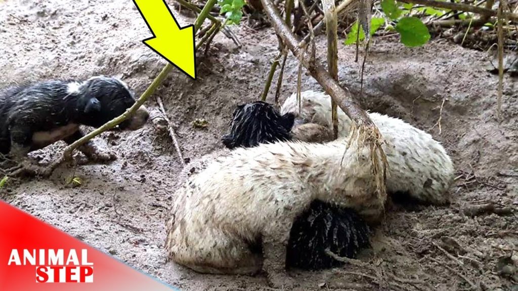 The Poor Puppies Born to Die and Live With Suffering
