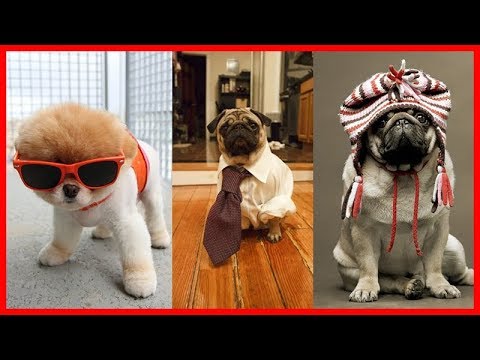 Cutest puppies ever seen in the world 2017 Pictures Compilation Video YouTube