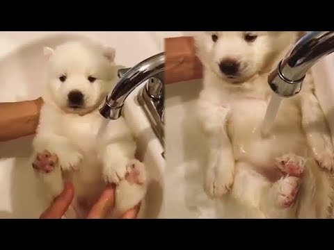 White Husky Puppy’s Bathtime