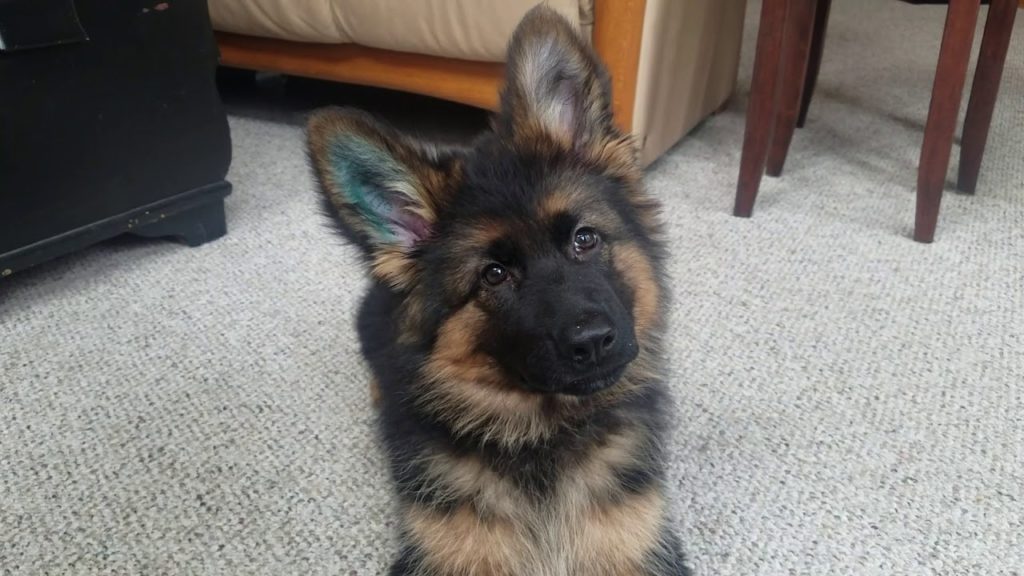 Adorable German Shepherd Puppy