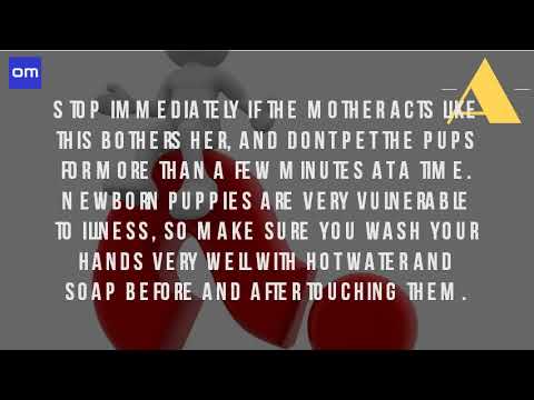 can you touch newborn puppies can you touch a newborn puppy puppies can you touch newborn puppies can you touch a newborn puppy puppies